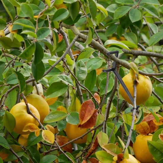 Verstelbare takondersteuning voor appelbomen - Sterke takspanners en bevestigingsklemmen voor optimale groei en ondersteuning — afbeelding 5