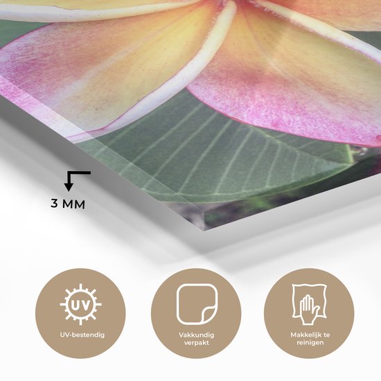 ® Glasschilderij 50x50 cm - Schilderij acrylglas - Kleurrijke Plumeria bloemen in Singapore - Foto op glas - Muurdecoratie woonkamer - Wanddecoratie slaapkamer - Schilderijen