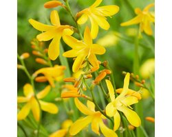 Crocosmia George Davidson - Montbretia (Potplant) - Vaste planten - Bijen-Vlinders - Snijbloemen - Zomerbollen - bloeit in Juli / Augustus / September
