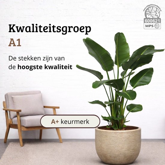 Een Strelitzia Nicolai plant van kwaliteit A1 in een beige pot, met een stoel ernaast.