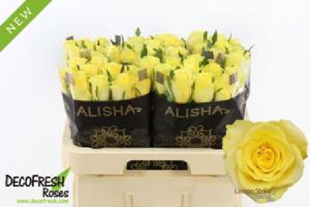 10x Rosa lemon strike 60cm