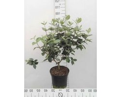 Sneeuwbal Struik - Bloeiende Plant - Tuin Decoratie - Geurende Witte Bloemen - 50-60 cm - Groen