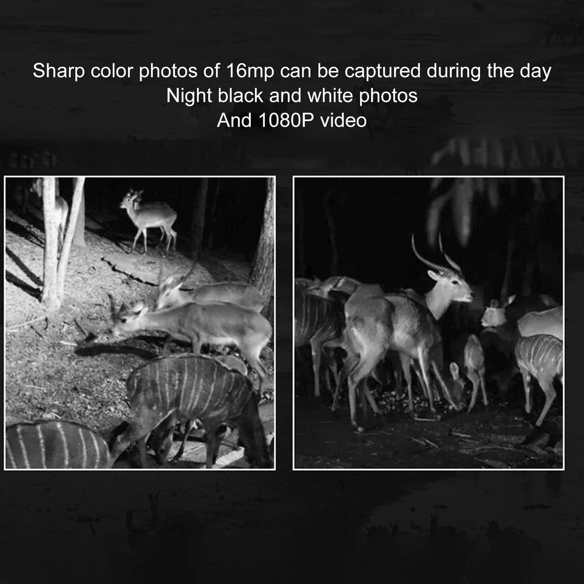 Store_8 - Trailcamera - Bewegingsdetectie - Ultrahelder Nachtzicht - Robuuste Constructie - Foto en Video - Geschikt voor Outdoor Scouting - Model ...