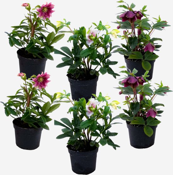 Plant in a Box - Helleborus Orientalis - Mix van 6 - Kerstrozen winterhard - Kleurrijke bloemen - Tuinplanten - Pot 12cm - Hoogte 20-30cm