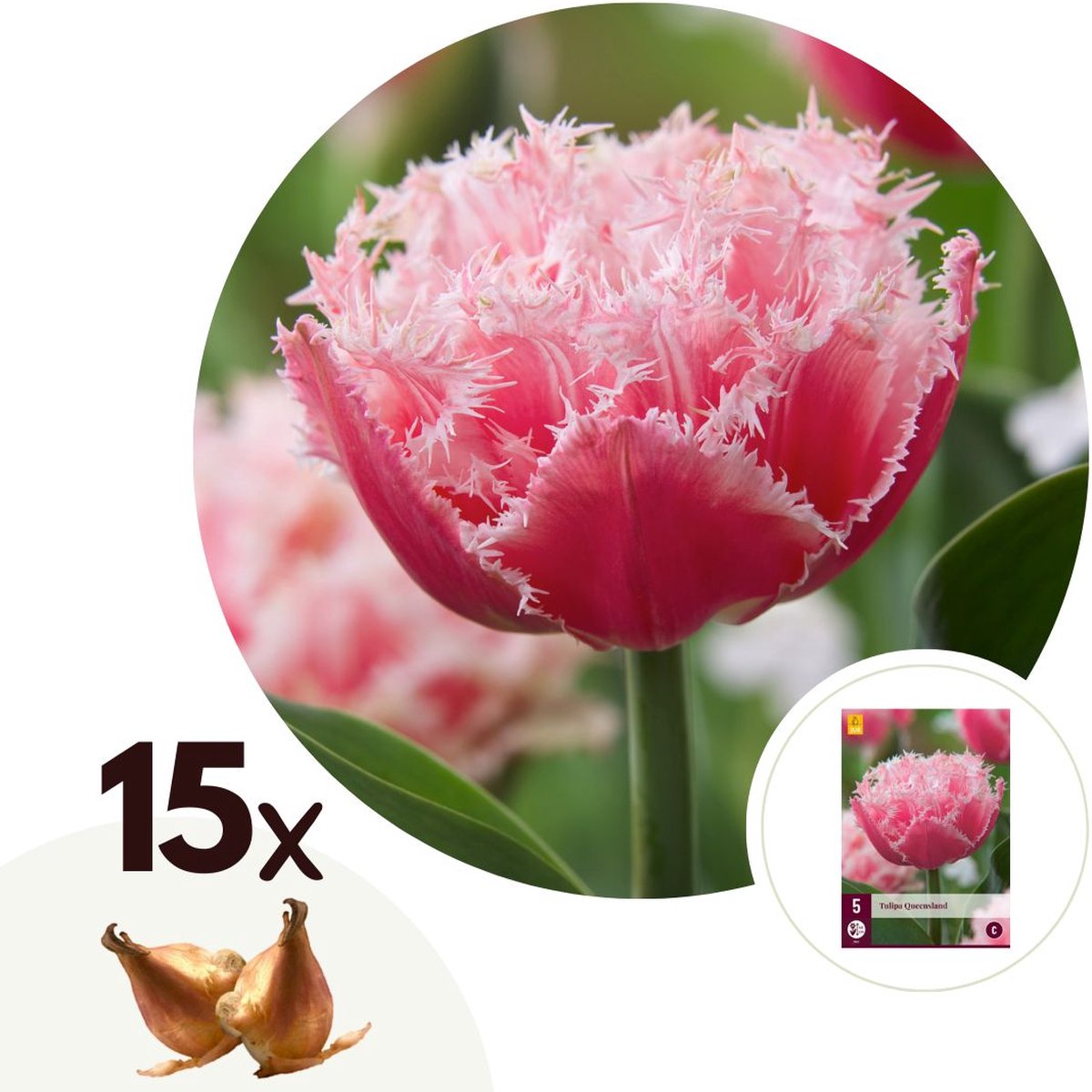 Plant in a Box - Tulipa Queensland - Bloembollen x15 - Tulp - Roze Wit - Tulpen uit Holland