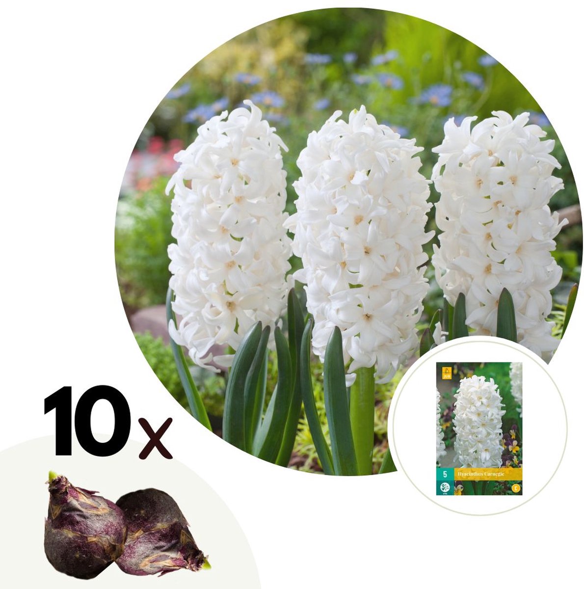 Plant in a Box - Hyacinthus Carnegie x10 - Hyacint - Winterharde bloembollen voor tuin, terras of balkon