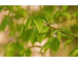 25 x Carpinus betulus - Haag - Haagbeuk 40-60 cm blote wortel