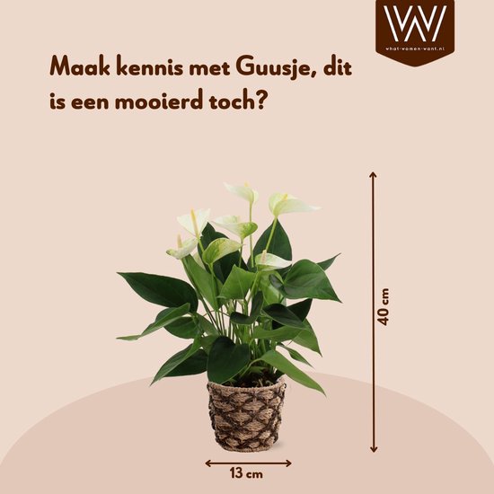 Anthurium Wit dans un panier décoratif Guusje - plante d'intérieur fleurie - plante flamant rose - 40-50cm - Ø13 - livré avec pot - fraîchement sorti de la pépinière