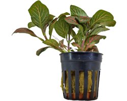 Moerings Fittonia Rood in 5 cm pot