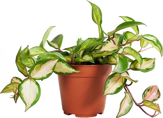 Hoya Carnosa Tricolor