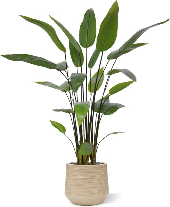 Plante artificielle Water Canna 120 cm