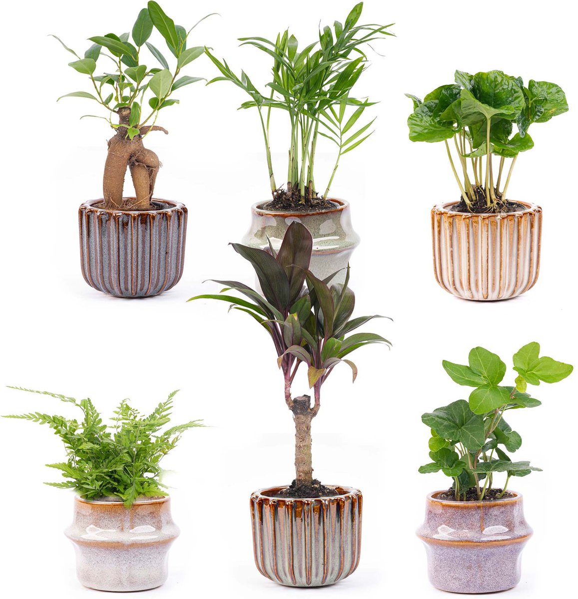 Mini planten set 6 - Inclusief pot set Barcelona