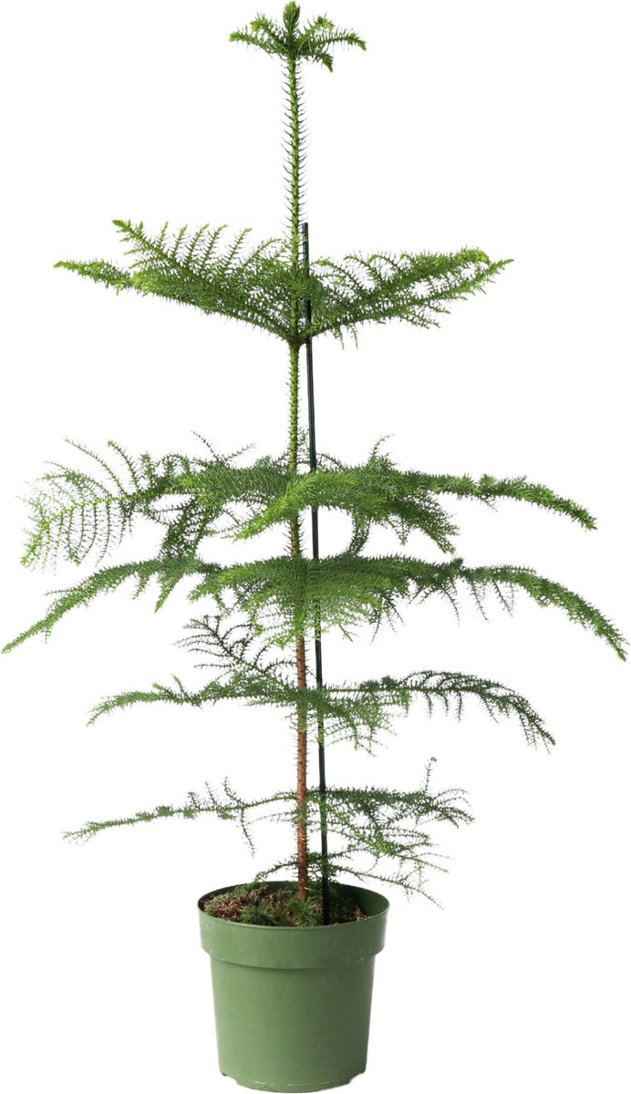 Plant in a Box - Araucaria Heterophylla - Norfolkden - Kamerden - Pot 21cm - Hoogte 70-80cm