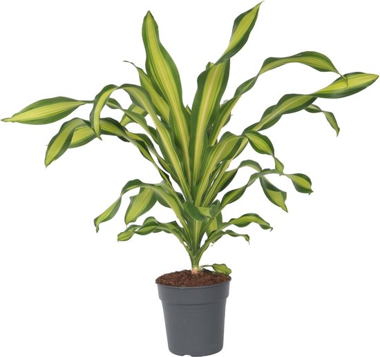 Dracaena – Fragrans Charley – Drakenbloedboom – Hoogte 100-110cm