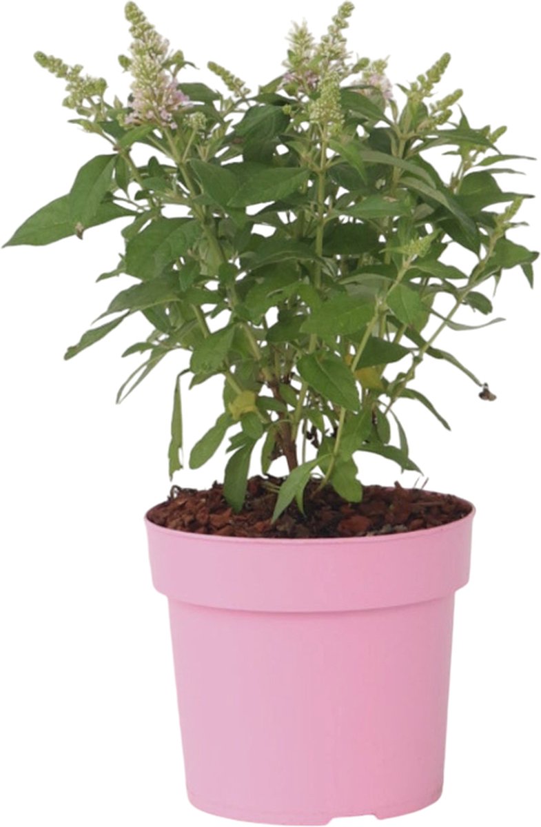 Plant in a Box - Buddleja Candy Little Pink - Buddleja davidii - Vlinderstruik Winterhard - Roze Bloemen - Pot 19cm - Hoogte 30-40cm