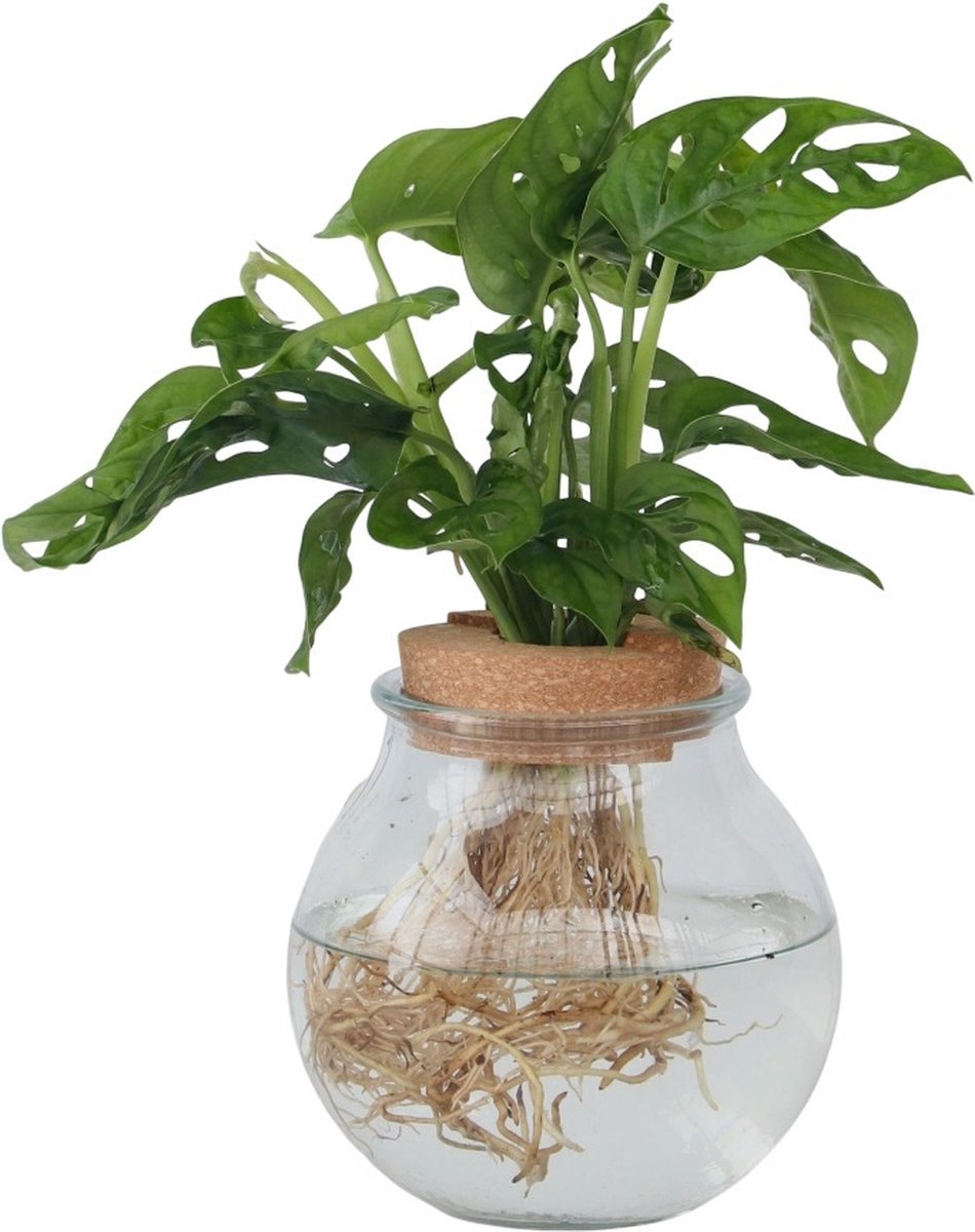 Plant in a Box - Monstera Monkey Mask in bolglas - Gatenplant - Hydroponie - Kamerplant op water