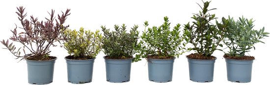 Plant in a Box - Hebe pinguifolia - Mix de 12 - Veronicas arbustives Hebe - Pot 10,5cm - Hauteur 15-20cm