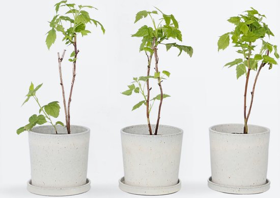 Drie jonge framboosplanten in lichte potten tegen een witte achtergrond.