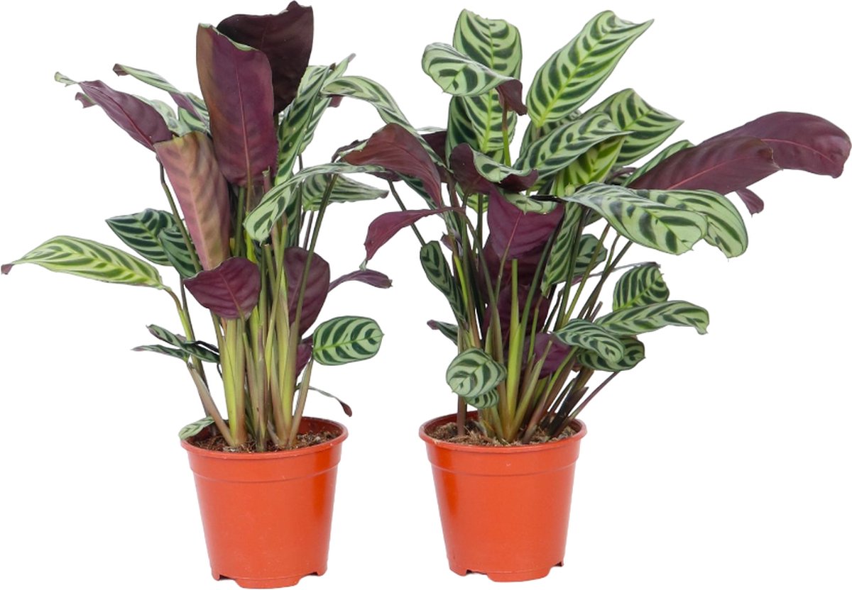 Plant in a Box - Set van 4 Ctenanthe 'gebedsplant' - Ctenanthe burle-marxii - Groen/paarse bladeren - Pot 12cm - Hoogte 25-40cm