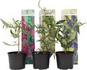 Drie jonge vlinderstruiken in zwarte potten, met kartonnen hoezen met bloemenprint.