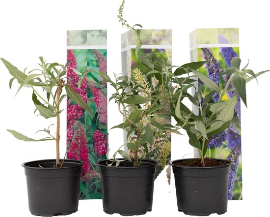 Drie jonge vlinderstruiken in zwarte potten, met kartonnen hoezen met bloemenprint.