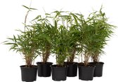 Plant in a Box - Set van 6 Fargesia Rufa - Niet woekerende bamboe winterhard - Pot 13cm - Hoogte 25-40cm