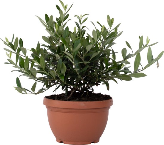 5 populaire bonsaiboompje soorten + extra info over gereedschap en starter kits 16 Bonsai Olijfboom in Schaal - Pot 21cm - Hoogte 30-40cm