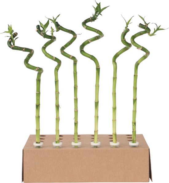 Lucky bamboo