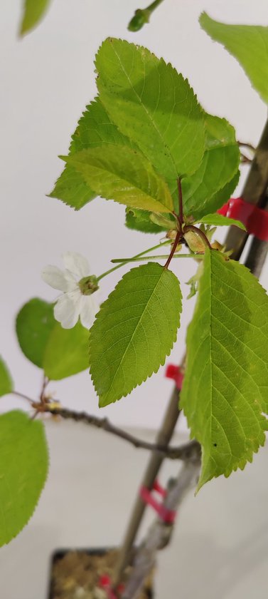 Kersenboom met frisgroene bladeren en één witte bloem.
