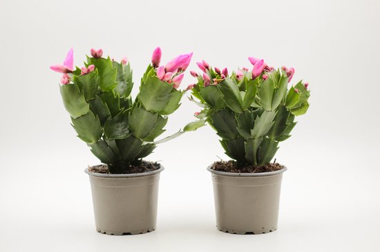 Ikhebeencactus | Schlumbergera lidcactus witroze | Prachtige bloeiende cactus | Kerstcactus | set 2 stuks | 8.5 cm pot