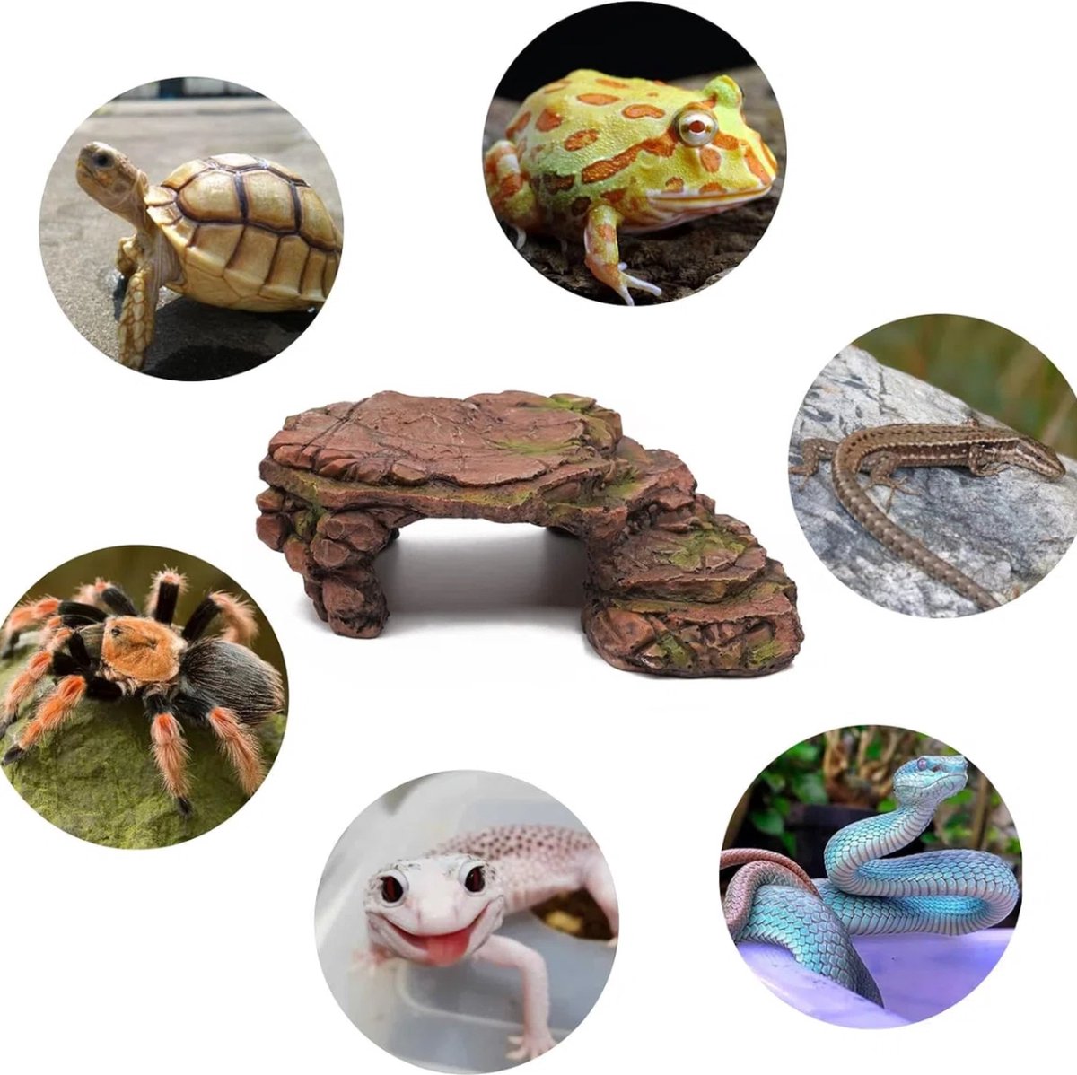 3 stuks reptielenkom voor reptielen, schildpadaccessoires