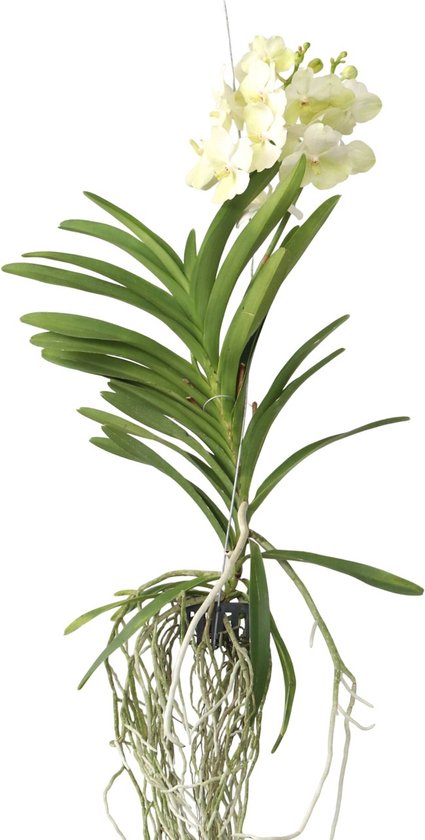 Plant in a Box - Vanda Tayanee White - Tropische Orchidee - Prachtige kleurenmix - Bloeiende Orchidee - Hoogte 45-55cm