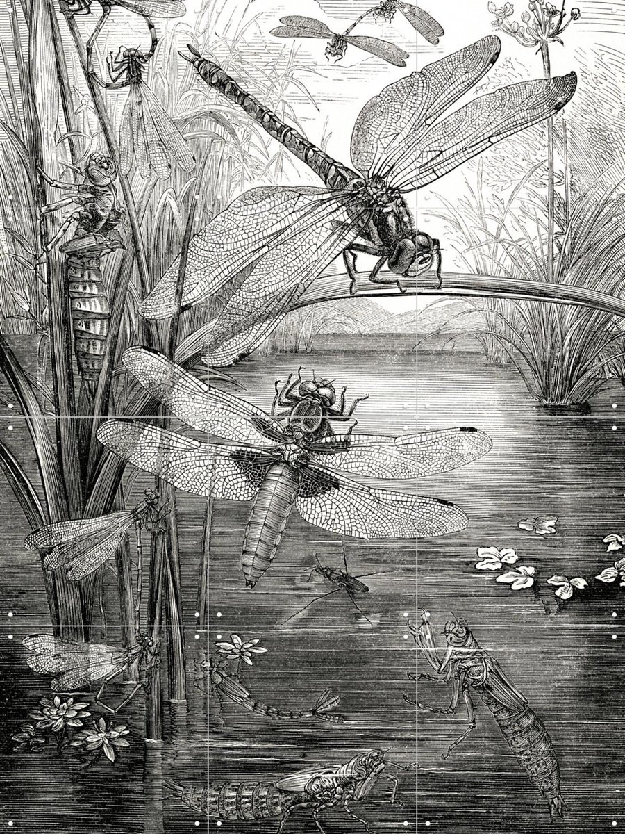 IXXI Dragonflies, Naturalis - 60 x 80 cm - Gratis ophangtool - Grote wanddecoratie en posters - Houtsnede, Illustraties, Vintage, Naturalisme