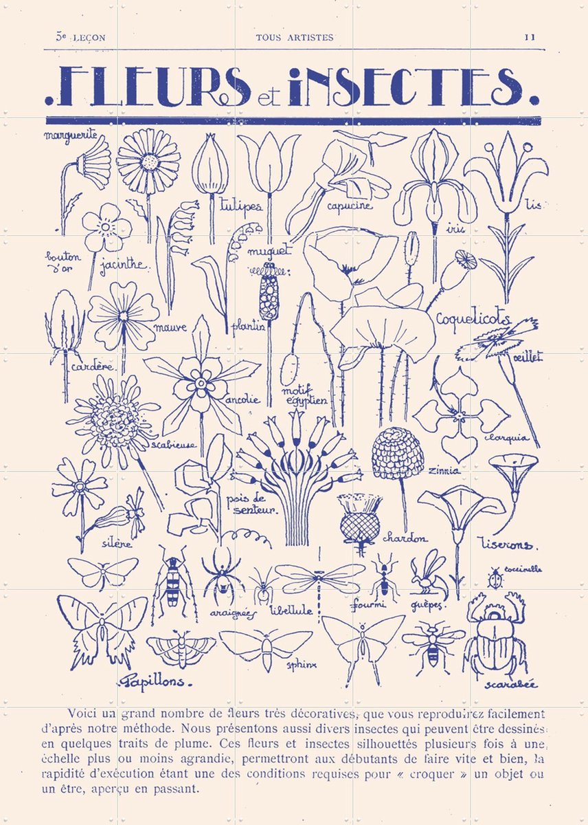 IXXI Fleurs et Insectes, Aster Edition - 100 x 140 cm - Gratis ophangtool - Grote wanddecoratie en posters - Vintage, Illustraties, Line art
