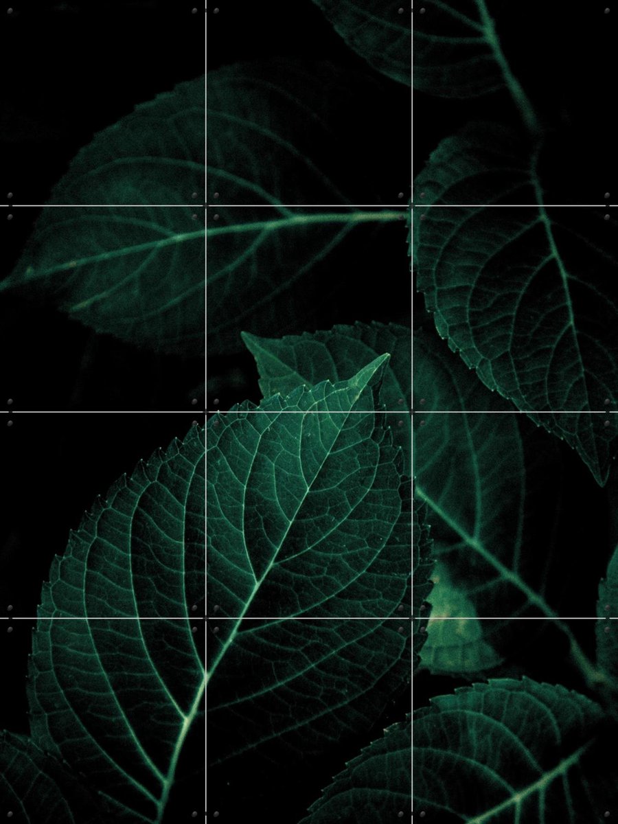 IXXI Dark Leaves, Mareike Böhmer - 60 x 80 cm - Gratis ophangtool - Grote wanddecoratie en posters - Fotografie, Naturalisme, Woonkamer, Slaapkamer