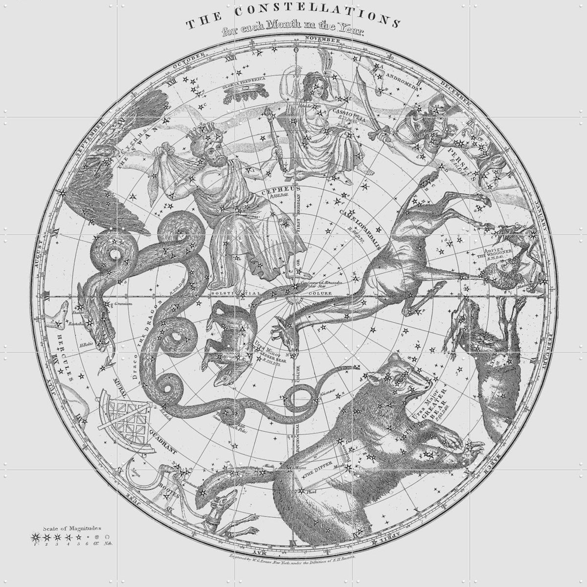 IXXI The Constellations white, Aster Edition - 100 x 100 cm - Gratis ophangtool - Grote wanddecoratie en posters - Houtsnede, Illustraties, Vintage
