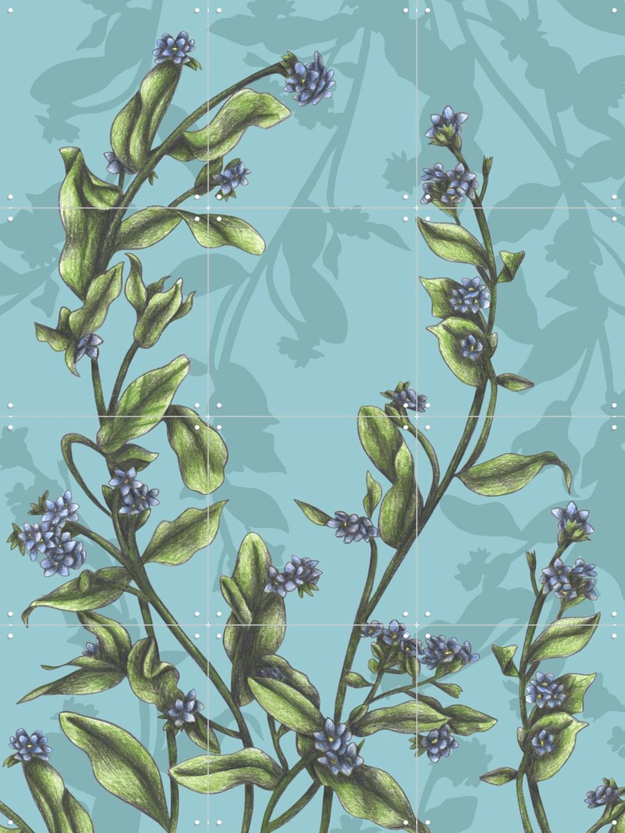 IXXI Forget-Me-Not, Cecilia Battaini - 60 x 80 cm - Gratis ophangtool - Grote wanddecoratie en posters - Naturalisme, Illustraties, Woonkamer