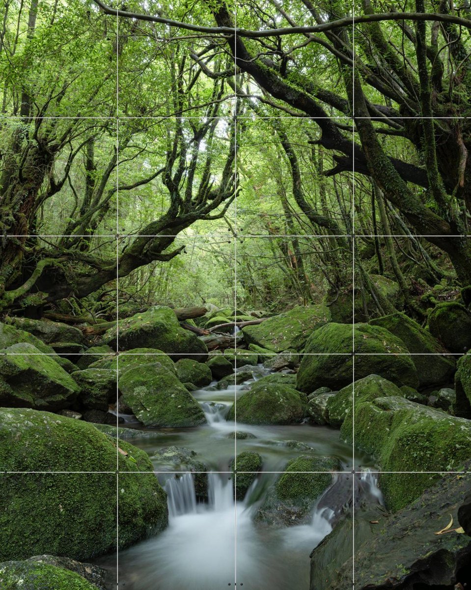 IXXI Mystical moss forest, Jan Becke - 80 x 100 cm - Gratis ophangtool - Grote wanddecoratie en posters - Fotografie, Naturalisme, Woonkamer