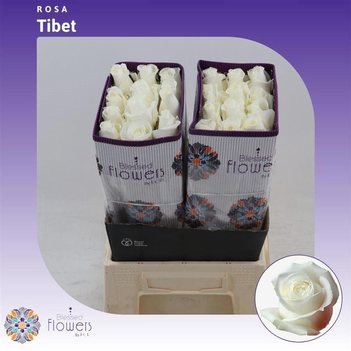 25x Rosa tibet! 40cm