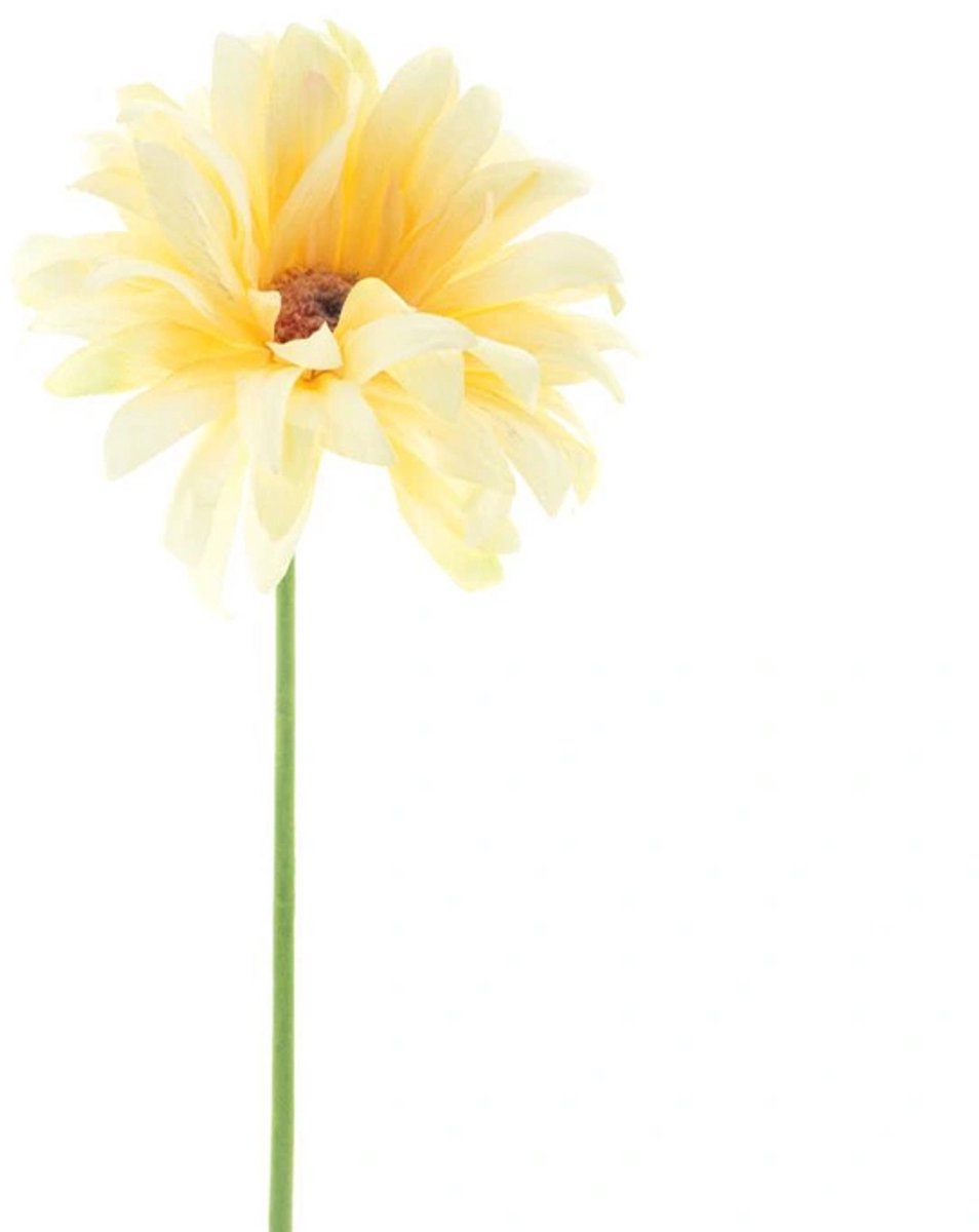 Erutan avon - Gerbera spray Lotte cream 76 cm