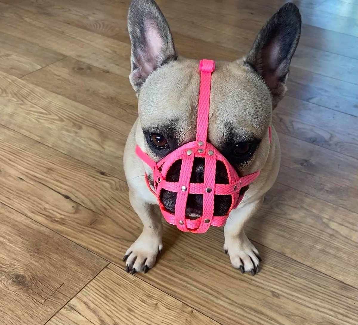 Hondenmuilkorf Korte Snuit - Franse Bulldog - Veiligheid Hond - Gevoerd Met Schuim - Maat FB1 - Roze