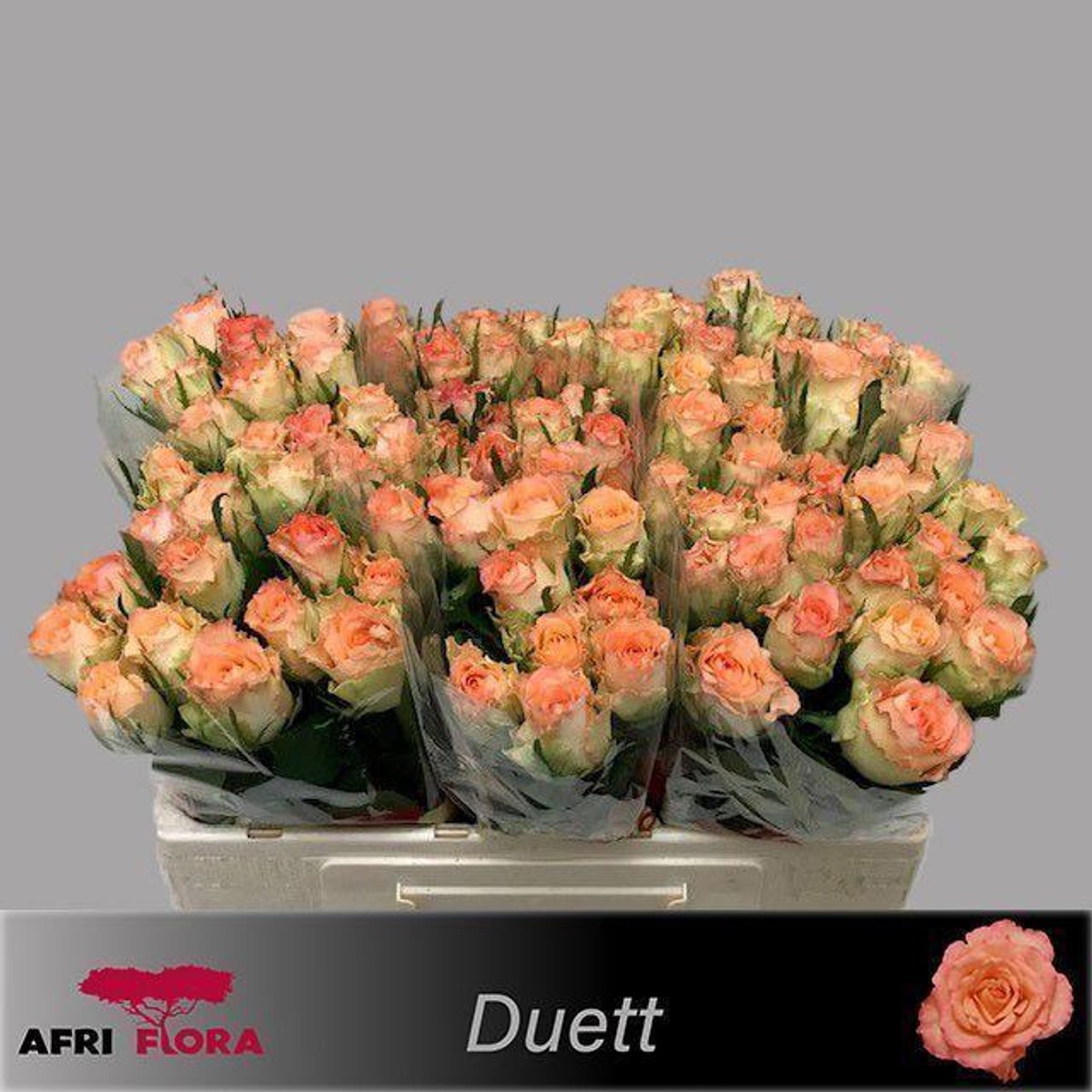 20x Rosa duett 50cm