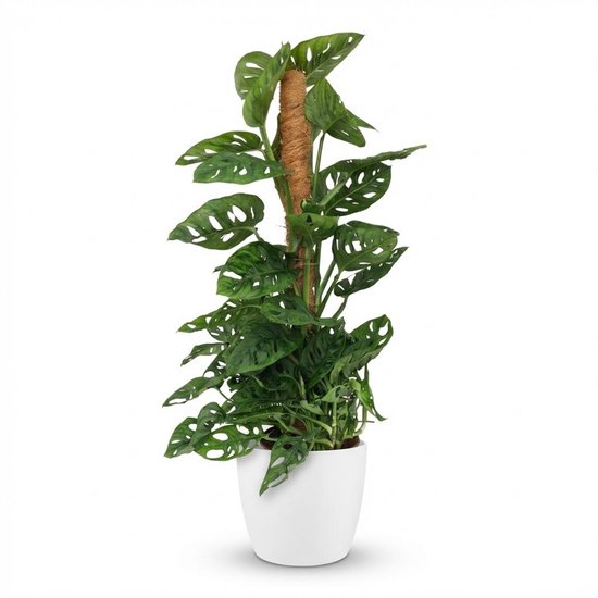 Green boutiQ - Kamerplant - Monkey Mask - Monstera Andansonii Mosstok - Groen - Weinig onderhoud - 1 Plant - met Potter Wit - Pot 19cm - Hoogte 90cm