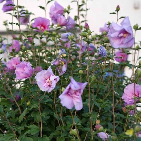 Green boutiQ - Plante sur tige - Hibiscus syriacus Lavendor Chiffon® - Plante de patio - Caduque - Rustique - Bloem violette - Pot 19 cm Hauteur 90 cm