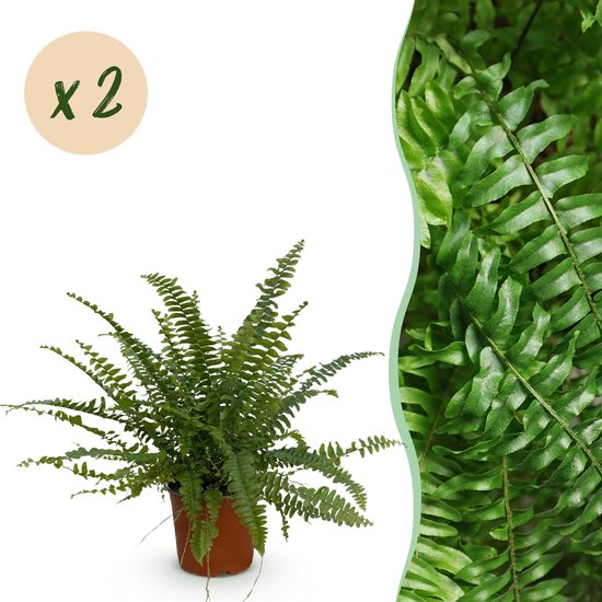 Green boutiQ - Kamerplant - Nephrolepsis exaltata Green Lady - Varen -...