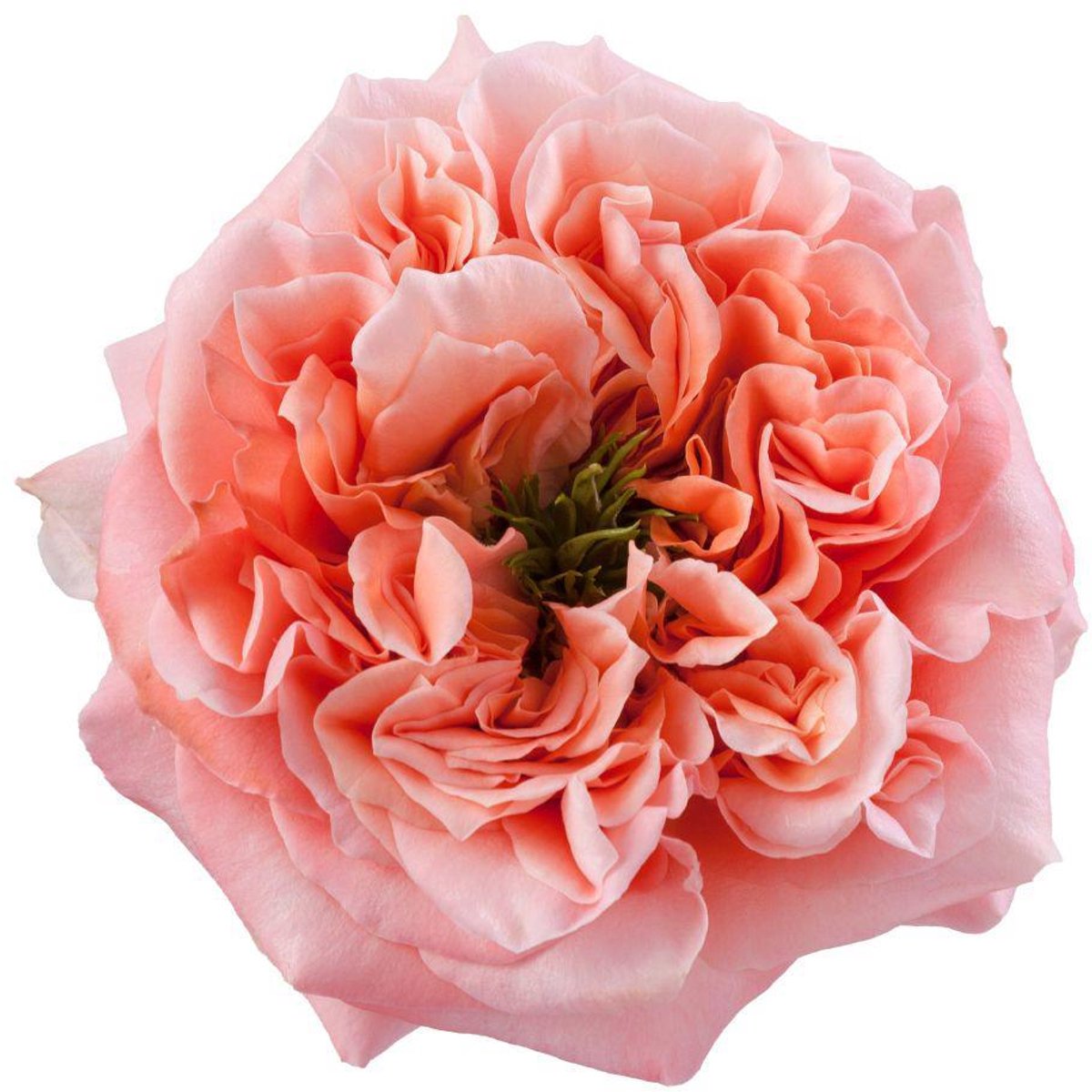 10x Rosa mandarin x-pression 50cm