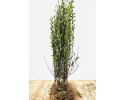 Heggenplant Liguster - Winterharde Struik - Privacy Creëren - Onderhoudsarm Stedelijk - Wortelproduct