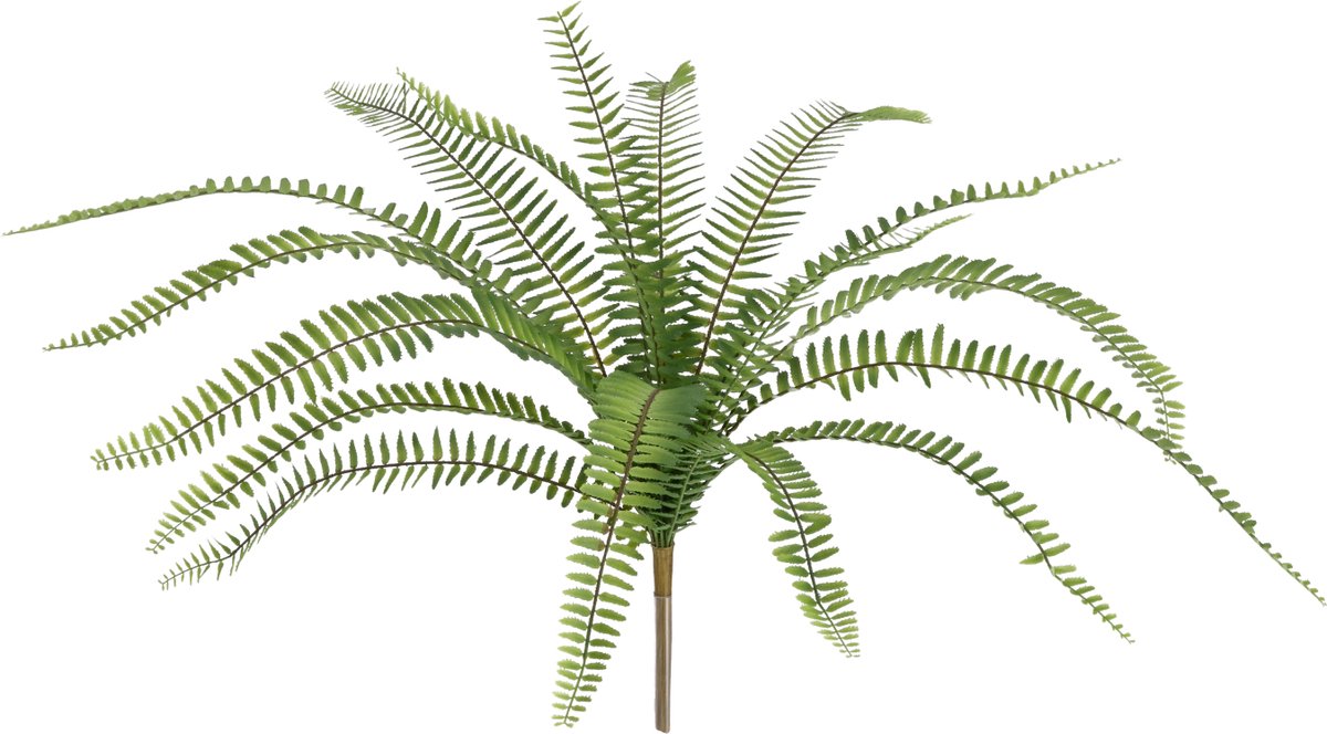 Asplenium Kunst Varen 50cm