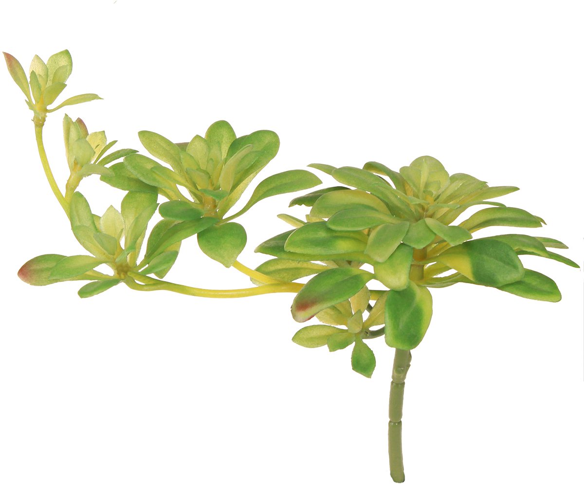 Viana Succulente kunstplant met steker Aeonium Groen 30cm 4 st., 4 Stück groente