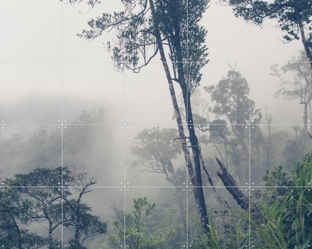IXXI Trees in the Fog, Photolovers - 100 x 80 cm - Gratis ophangtool - Grote wanddecoratie en posters - Fotografie, Naturalisme, Slaapkamer